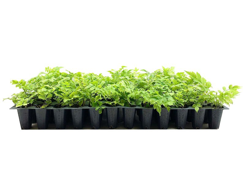 BASQUEStore | (20 plant) Cape Honeysuckle | Live Plants | Tecomaria Capensis | Birds & Butterfly Att
