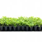 BASQUEStore | (20 plant) Cape Honeysuckle | Live Plants | Tecomaria Capensis | Birds & Butterfly Att