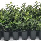 (40 plant) Asiatic Jasmine Minima | Live Plants By Florida Foliage