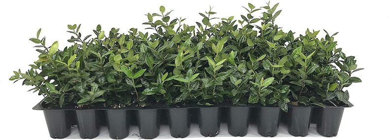 BASQUEStore | (60 plant) Asiatic Jasmine Minima | Live Plants By Florida Foliage