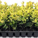 (10 plant) Ligustrum Japonicum Howardi | Live Plants By Florida Foliage