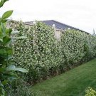 BASQUEStore | (3 plant) Confederate Jasmine | Live Plants By Florida Foliage
