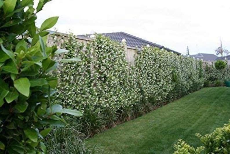 (10 plant) Confederate Jasmine | Live Plants
