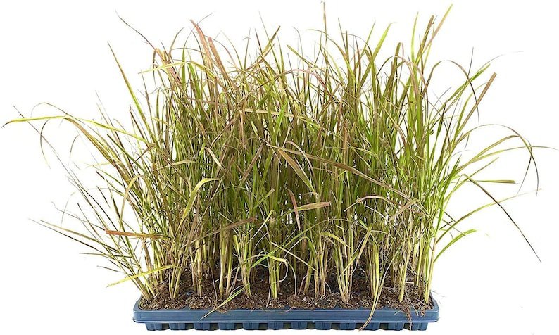 (3 plant) Red Fountain Grass | Live Plants | Pennisetum Setaceum Rubrum