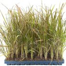 BASQUEStore | (30 plant) Red Fountain Grass | Live Plants | Pennisetum Setaceum Rubrum | Blooming Or