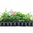 BASQUEStore | (10 plant) Crape Myrtle Tuscarora | Live Plants | Lagerstroemia Indica | Beautiful Low