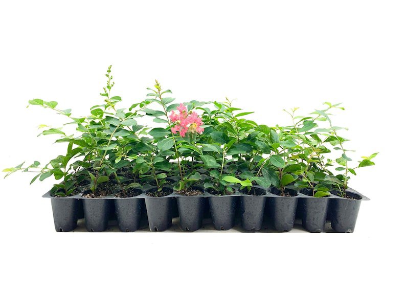 BASQUEStore | (40 plant) Crape Myrtle Tuscarora | Live Plants | Lagerstroemia Indica | Beautiful Low