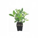 BASQUEStore | (1 plant) Sweet Viburnum | Live Quart Size Plants | Viburnum Odoratissimum | Fast Grow