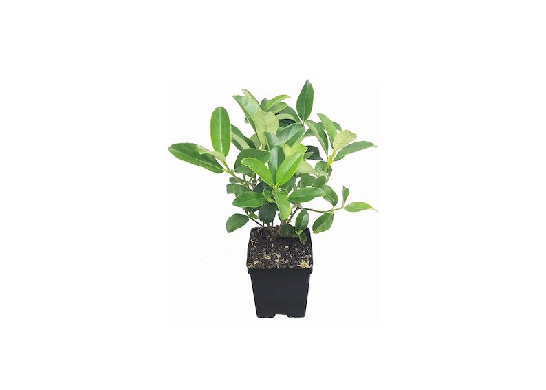 BASQUEStore | (3 plant) Sweet Viburnum | Live Quart Size Plants | Viburnum Odoratissimum | Fast Grow
