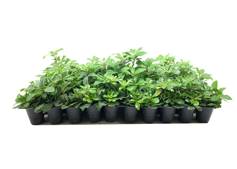 BASQUEStore | (20 plant) Compact Green Pittosporum | Live Plants | Pittosporum Tobira | Beautiful Fr