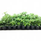 BASQUEStore | (30 plant) Compact Green Pittosporum | Live Plants | Pittosporum Tobira | Beautiful Fr