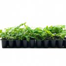 BASQUEStore | (10 plant) Crape Myrtle Muskogee | Live Plants | Lagerstroemia Indica | Beautiful Low 