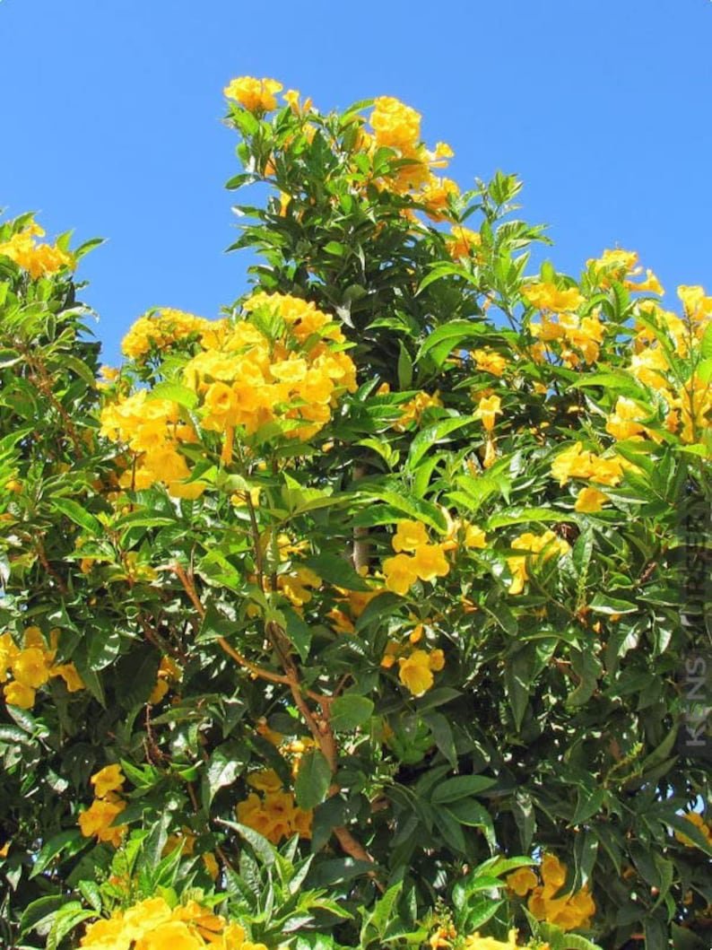 BASQUEStore | (3 plant) Yellow Flowering Allamanda Bush | Live Plants | Allamanda Schottii | Beautif