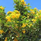 BASQUEStore | (3 plant) Yellow Flowering Allamanda Bush | Live Plants | Allamanda Schottii | Beautif