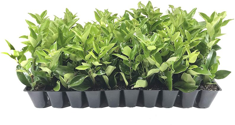 BASQUEStore | (30 plant) Ligustrum Waxleaf Privet | Live Plants By Florida Foliage
