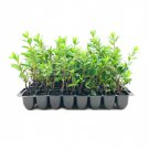 BASQUEStore | (20 plant) Prize Azalea | Live Starter Plants | Pink/Red Flowering Rhododendron Shrub