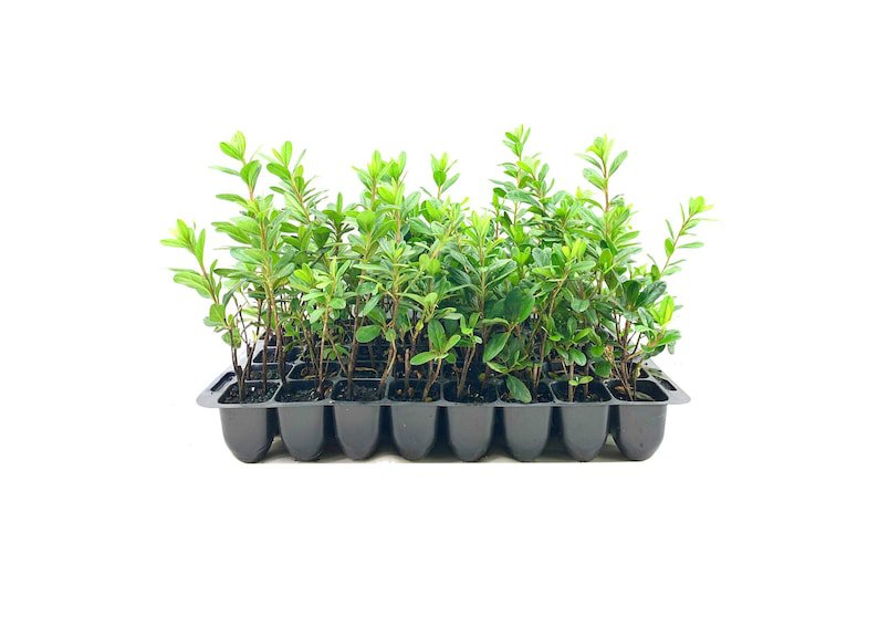 BASQUEStore | (30 plant) Prize Azalea | Live Starter Plants | Pink/Red Flowering Rhododendron Shrub