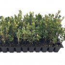 BASQUEStore | ( 30 plant) Fashion Azalea | Live Starter Plants | Evergreen Salmon Colored Flowering 