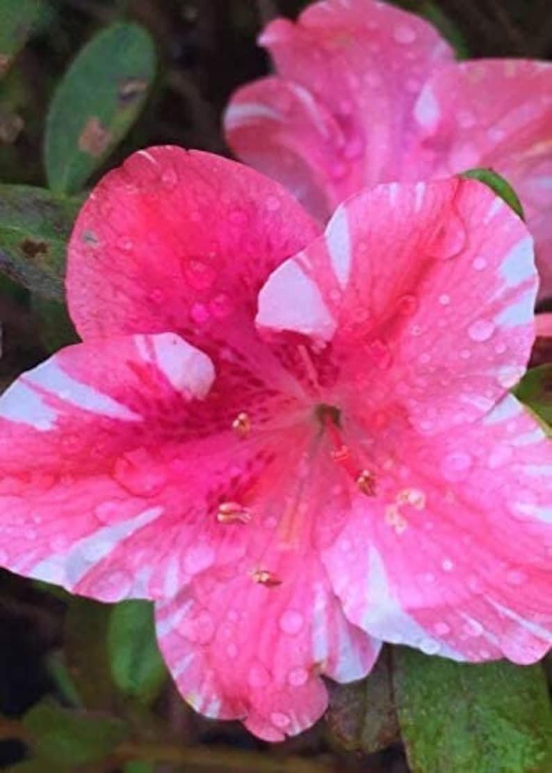 BASQUEStore | (3 plant) Dogwood Azalea | Live Starter Plants | Pink, White and Red Flowering Rhodode