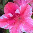 BASQUEStore | (30 plant) Dogwood Azalea | Live Starter Plants | Pink, White and Red Flowering Rhodod