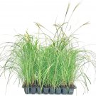BASQUEStore | (3 plant) Adagio Maiden Grass | Live Plants | Miscanthus Sinensis | Fast Growing Cold 