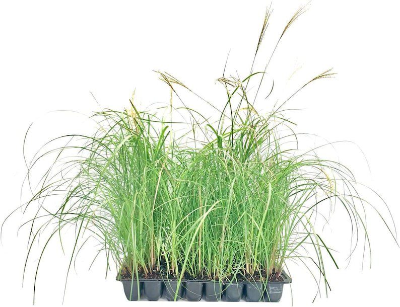 BASQUEStore | (30 plant) Adagio Maiden Grass | Live Plants | Miscanthus Sinensis | Fast Growing Cold