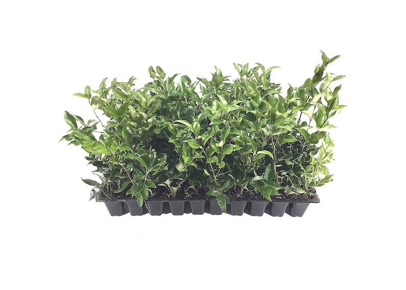 BASQUEStore | ( 20 plant) Curled Leaf Privet | Ligustrum Japonicum Recurvifolium | Live Plants | Eve