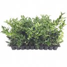 BASQUEStore | ( 40 plant) Curled Leaf Privet | Ligustrum Japonicum Recurvifolium | Live Plants | Eve