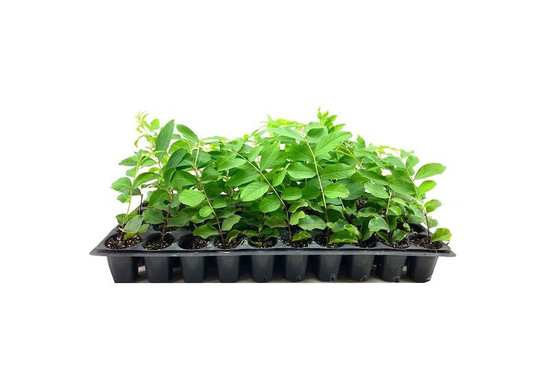 BASQUEStore | (30 plant) Crape Myrtle Natchez | Live Plants | Lagerstroemia Indica | Beautiful Low M