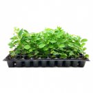 BASQUEStore | (30 plant) Crape Myrtle Natchez | Live Plants | Lagerstroemia Indica | Beautiful Low M