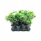 BASQUEStore | (3 plant) Viburnum Suspensum Sandankwa | Live Quart Size Plants | Evergreen Privacy Sh