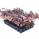 BASQUEStore | ( 30 plant) Loropetalum Carolina Midnight | Live Plants | Chinensis Rubrum | Evergreen