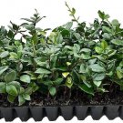BASQUEStore | (3 plant) Star Jasmine | Live Plants By Florida Foliage