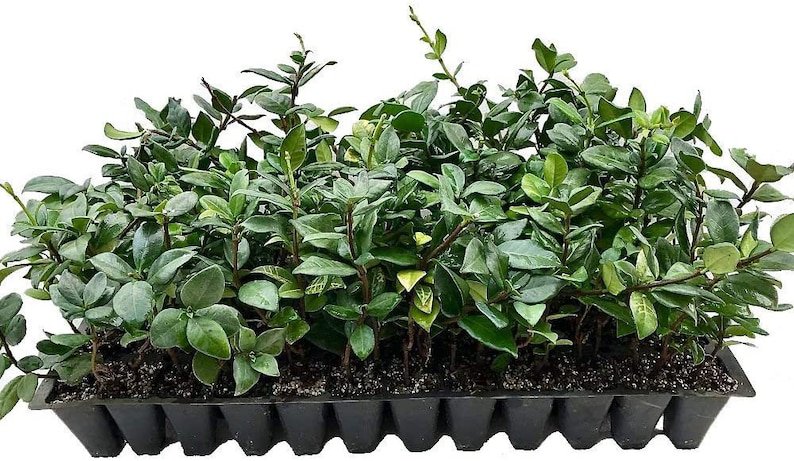 BASQUEStore | (20 plant) Star Jasmine | Live Plants By Florida Foliage