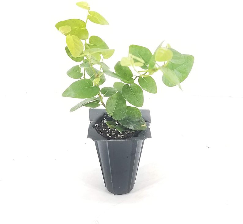 BASQUEStore | (3 plant) Creeping Fig Vine | Ficus Pumila | Live Plants By Florida Foliage