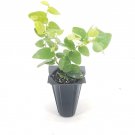 BASQUEStore | (30 plant) Creeping Fig Vine | Ficus Pumila | Live Plants By Florida Foliage