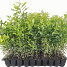 BASQUEStore | (10 plant) Wax Myrtle | Live Plants | Myrica Cerifera Bayberry | Aromatic Evergreen Sc