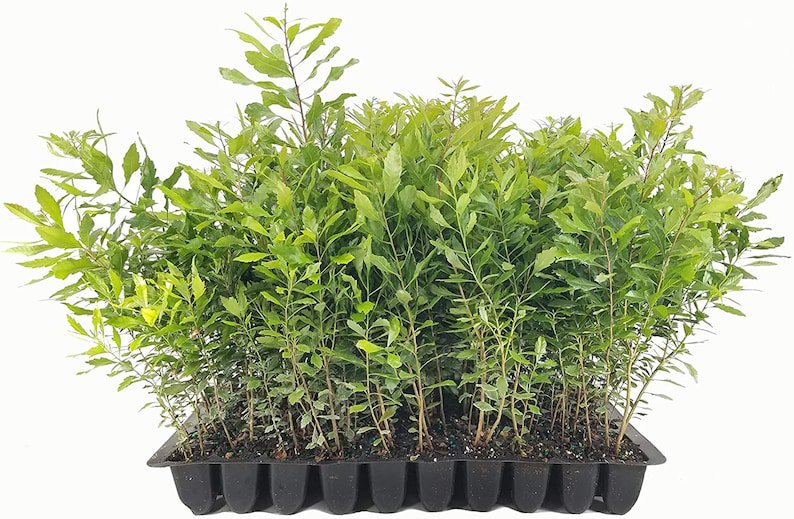 BASQUEStore | (20 plant) Wax Myrtle | Live Plants | Myrica Cerifera Bayberry | Aromatic Evergreen Sc