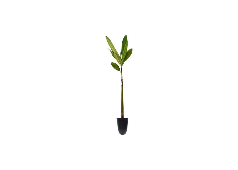 BASQUEStore | (3 plant) Red Mangrove Seedling | Rhizophora Mangle | Live Plants | Saltwater Aquarium