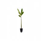 BASQUEStore | (40 plant) Red Mangrove Seedling | Rhizophora Mangle | Live Plants | Saltwater Aquariu