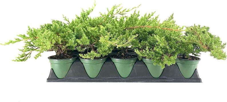 BASQUEStore | (1 plant) Juniper Procumbens Nana | Large 4 Inch Pots | Drought Tolerant Evergreen Gro