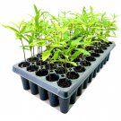 BASQUEStore | (20 plant) Willow Oak Tree | Live Plants | Quercus Phellos | Beautiful Unique Fast Gro