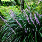 BASQUEStore | (20 plant) Big Blue Liriope Muscari | Live Plants By Florida Foliage