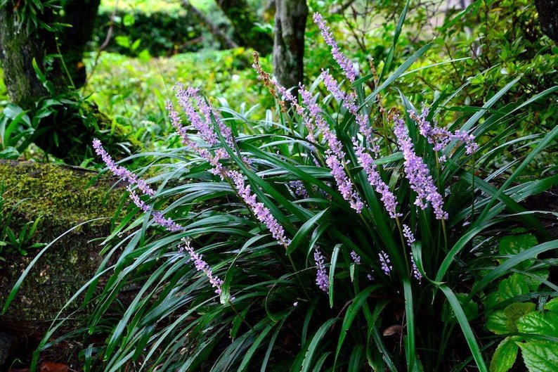 BASQUEStore | (40 plant) Big Blue Liriope Muscari | Live Plants By Florida Foliage