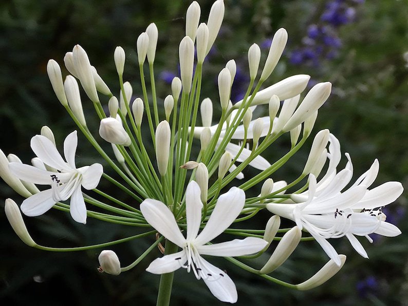 BASQUEStore | (10 plant) Agapanthus Getty White Lily of the Nile Praecox | Live Plants | Blooming Gr