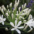 BASQUEStore | (30 plant) Agapanthus Getty White Lily of the Nile Praecox | Live Plants | Blooming Gr