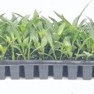 BASQUEStore | (10 plant) Mexican Petunia | Live Plants By Florida Foliage