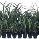 BASQUEStore | (30 plant) Super Blue Liriope Muscari | Live Plants | Evergreen Ground Cover Ornamenta