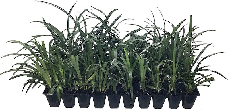 BASQUEStore | (40 plant) Super Blue Liriope Muscari | Live Plants | Evergreen Ground Cover Ornamenta