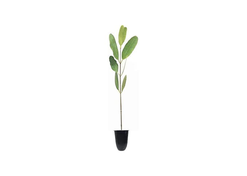 BASQUEStore | (3 plant) White Mangrove Seedling | Laguncularia Racemosa | Live Plants | Saltwater Aq